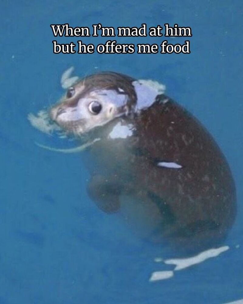 Otter with a caption about being mad but accepting food.