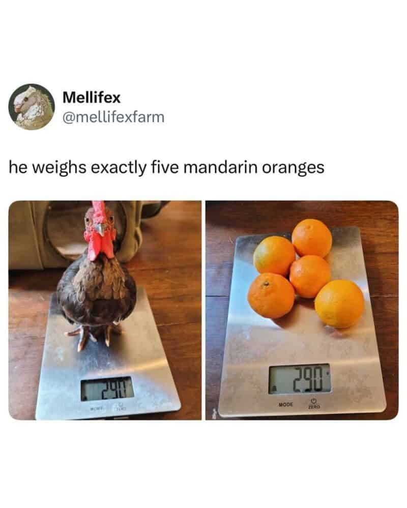 Turkey on a scale weighing five mandarin oranges.