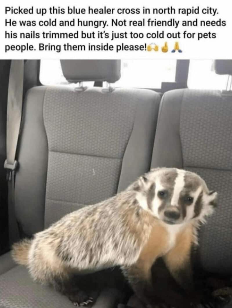 Dog sitting on car seat with a blue healer cross and a caption about cold weather.