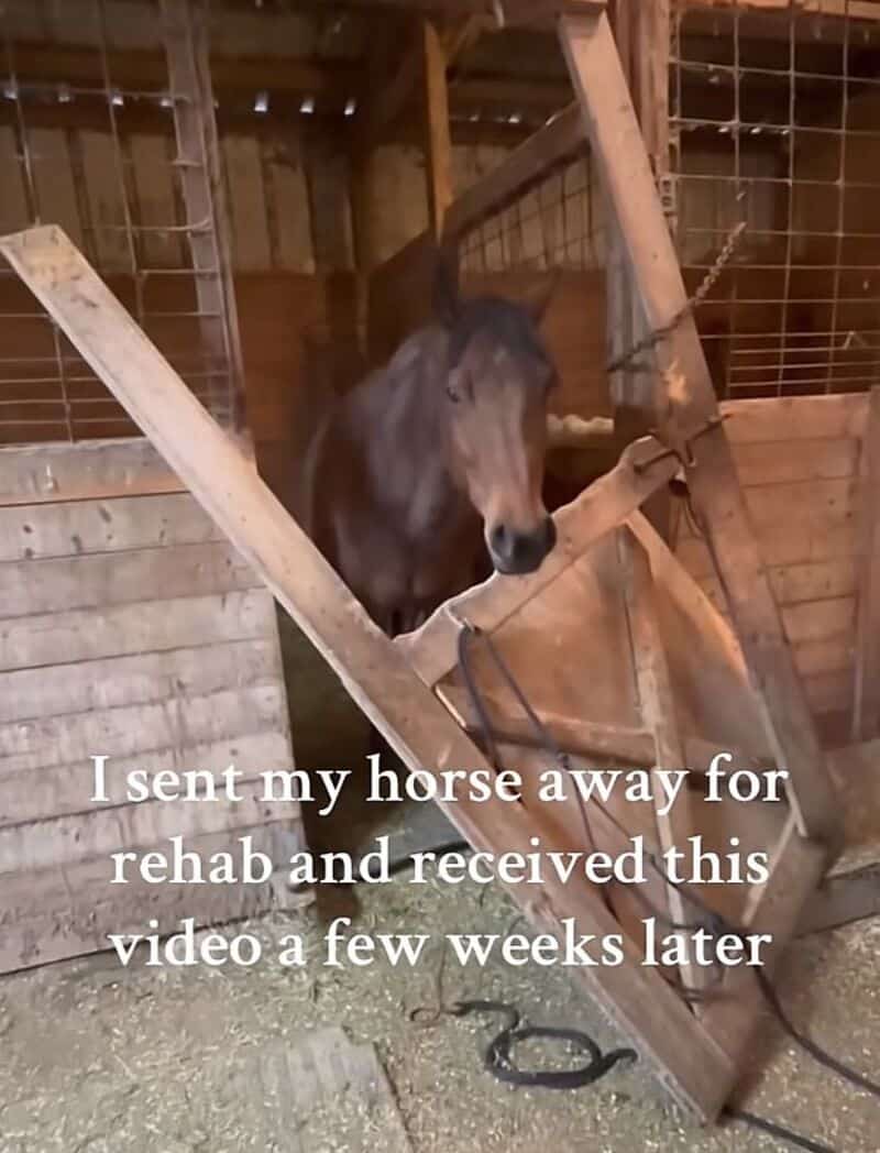 A horse peeking through a broken wooden fence inside a barn.