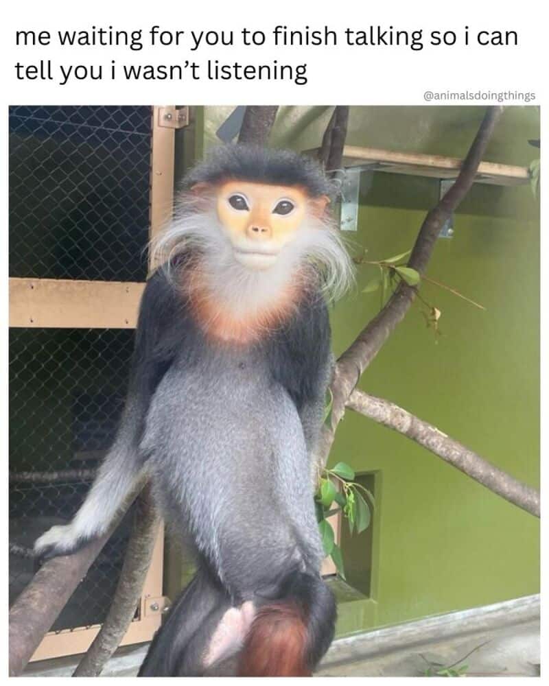 A monkey with a human-like face sitting on a branch, looking at the camera.