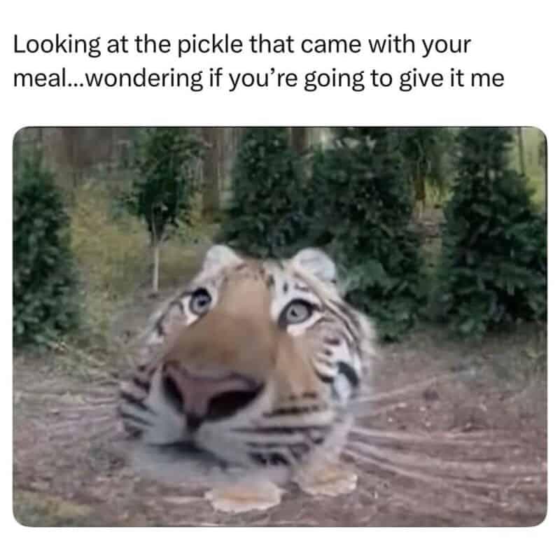 Tiger looking at a pickle in water with text about wondering if it will be given.