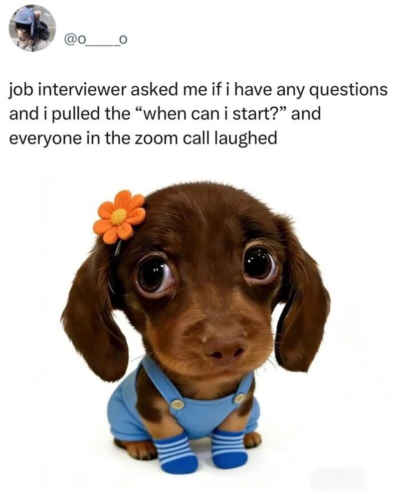 Cute brown puppy with big eyes, orange flower on head, blue outfit, and striped socks.
