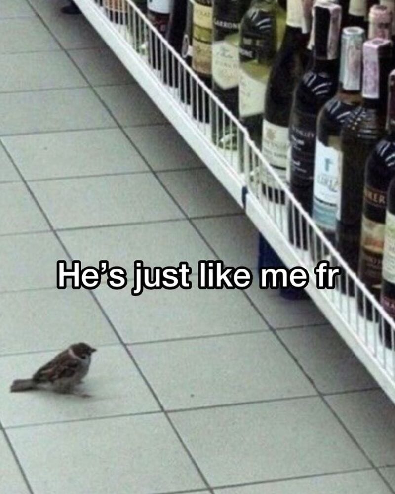 Small bird looking at wine bottles on store shelf with caption "He's just like me fr".