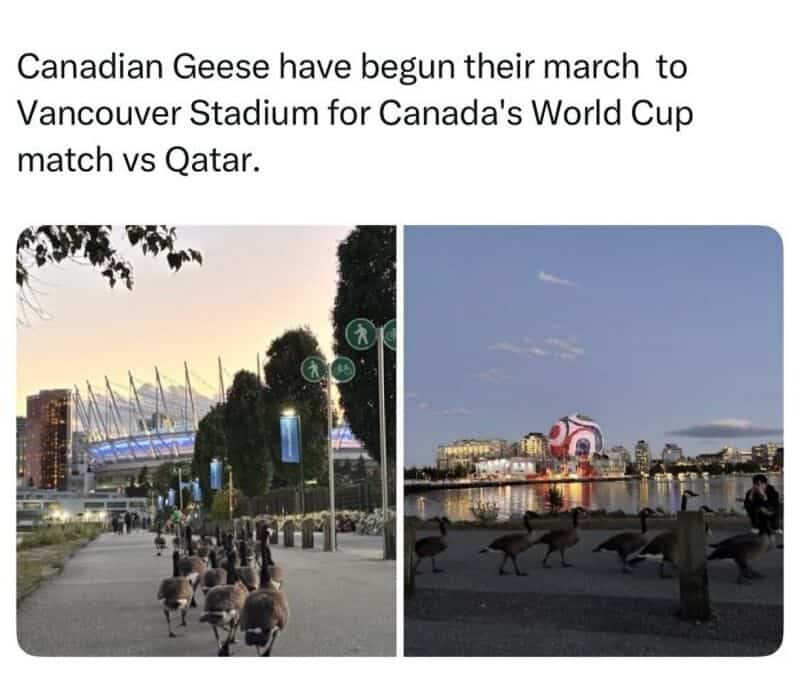 Canadian Geese march to Vancouver Stadium for World Cup match vs Qatar.