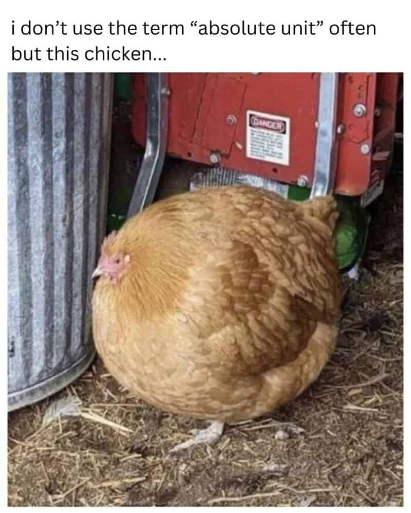 A chicken sitting on the ground next to a trash can and a red machine.