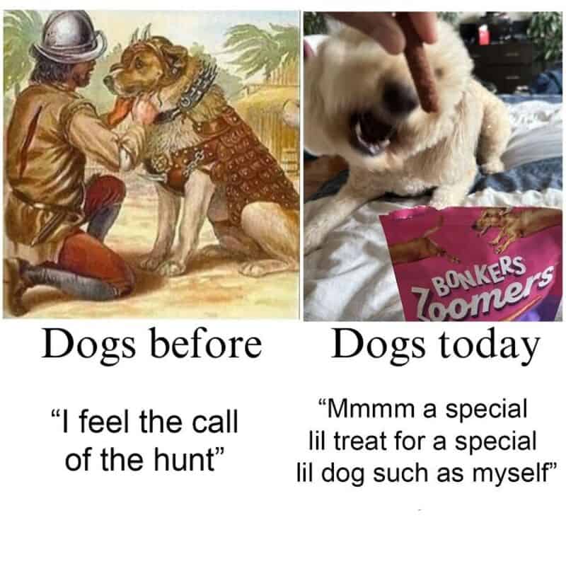 Comparison of dogs before and after, with humorous captions about their behavior.