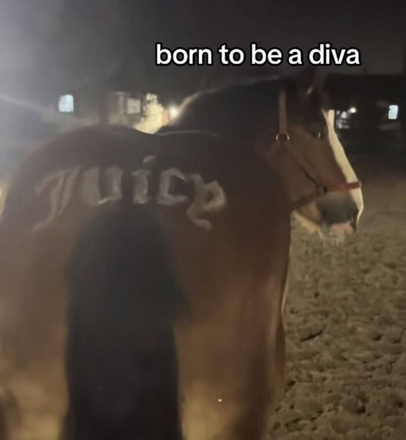 Horse wearing a jacket with 'Juicy' written on it, captioned 'born to be a diva'.