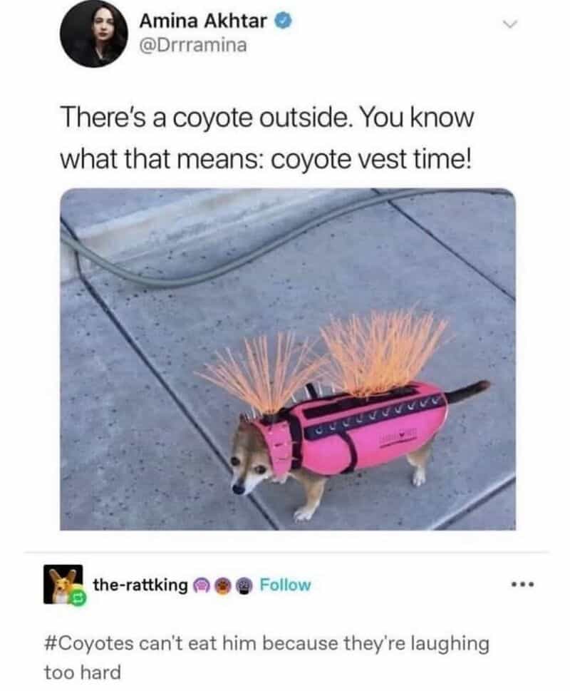 Dog in a pink vest with two cacti on its back, outside on concrete.