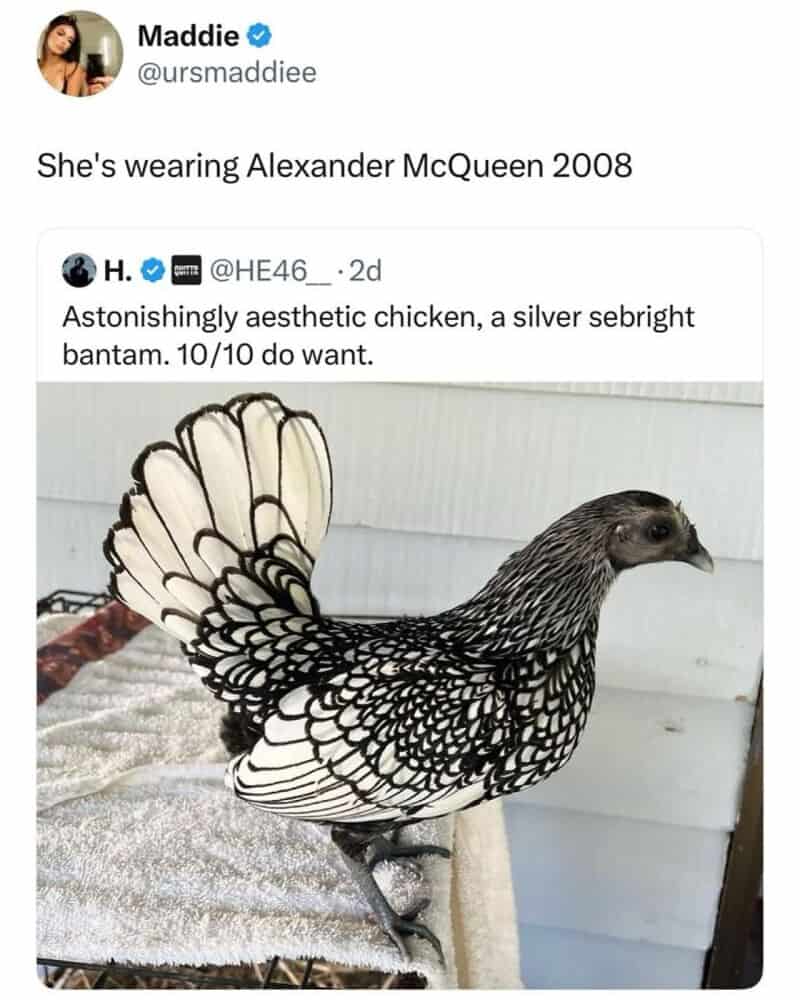 A chicken with a silver sebright bantam feather pattern and a fancy tail.