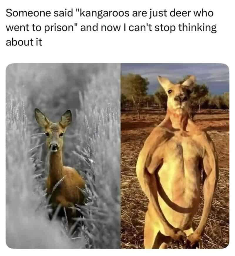 Deer and dog photos with humorous caption about kangaroos and prison.
