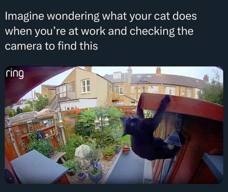 Funny meme about a cat looking at a camera, with the caption about work and curiosity.