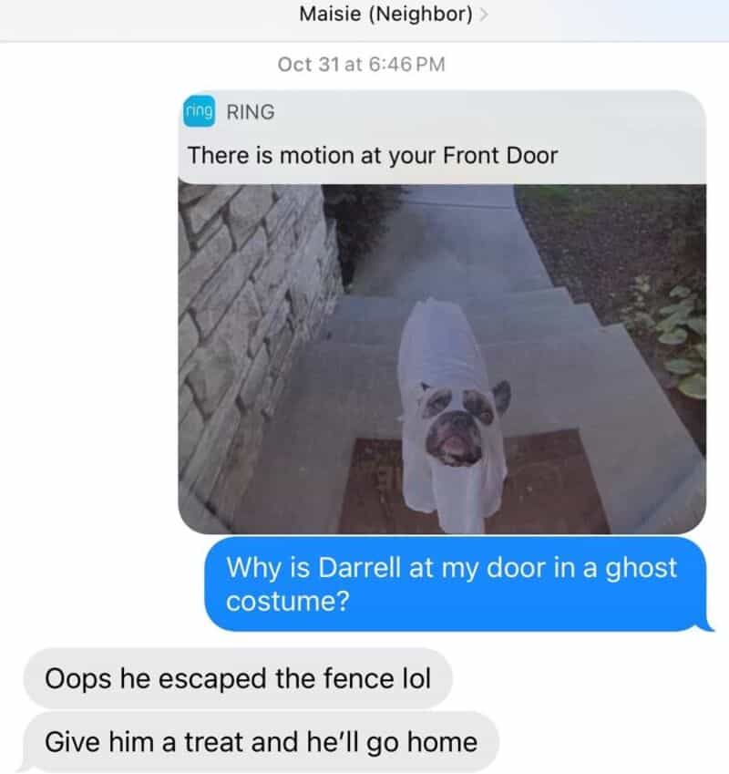Dog in a ghost costume on front porch with neighbor's message about motion alert.