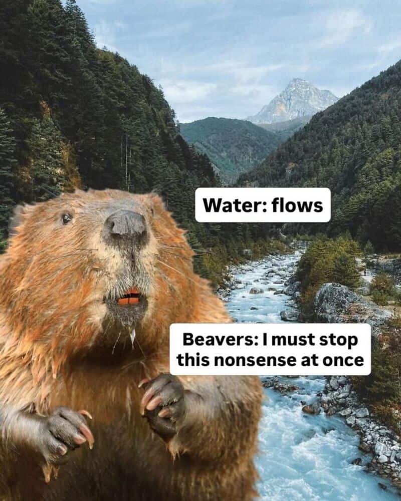 Beaver with water flowing in a mountain river, saying I must stop this nonsense.