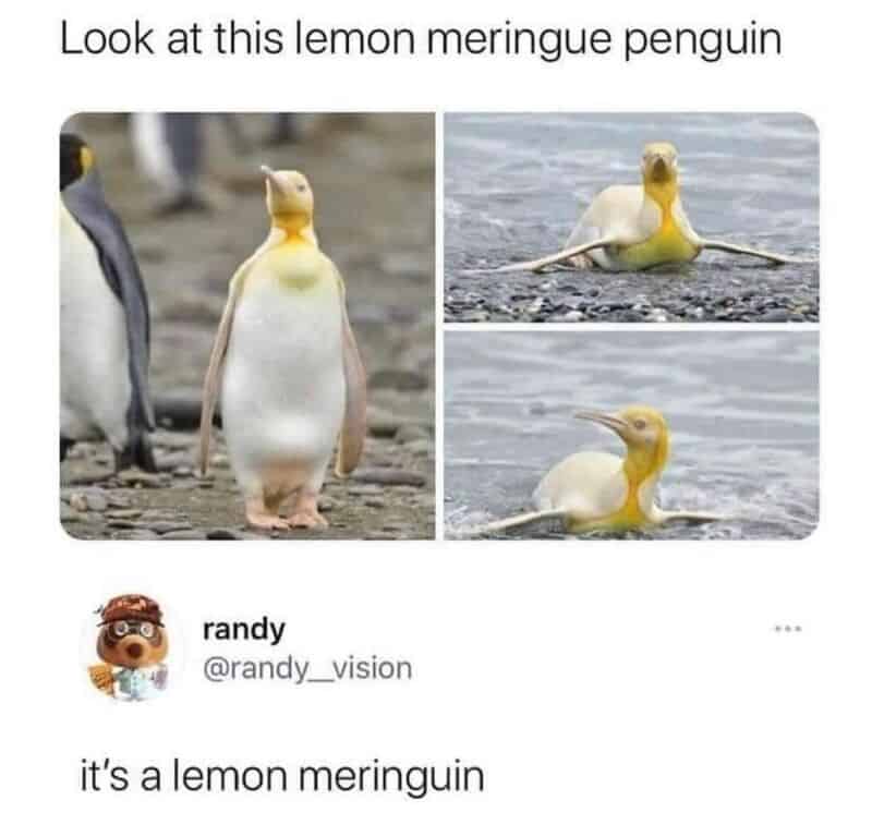 Image of a lemon meringue penguin with a caption about it being a lemon meringuin.