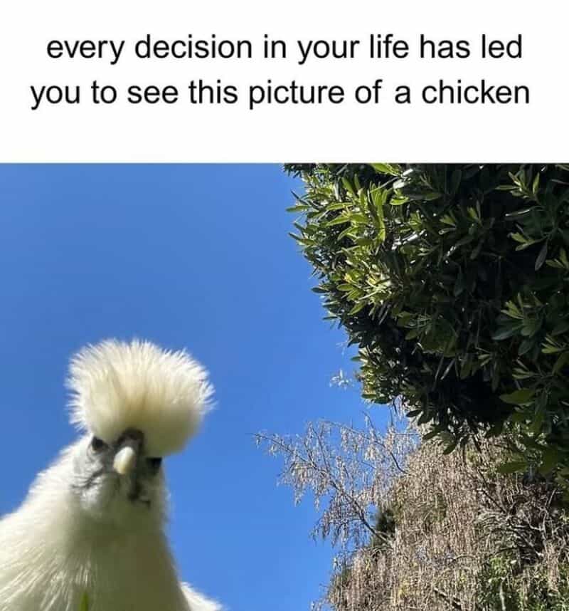 A white chicken with a fluffy crest against a blue sky and green foliage.