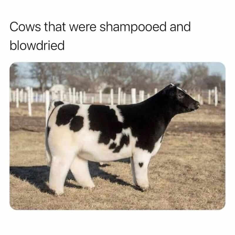 Cow with a black and white pattern, standing outdoors with a humorous caption.