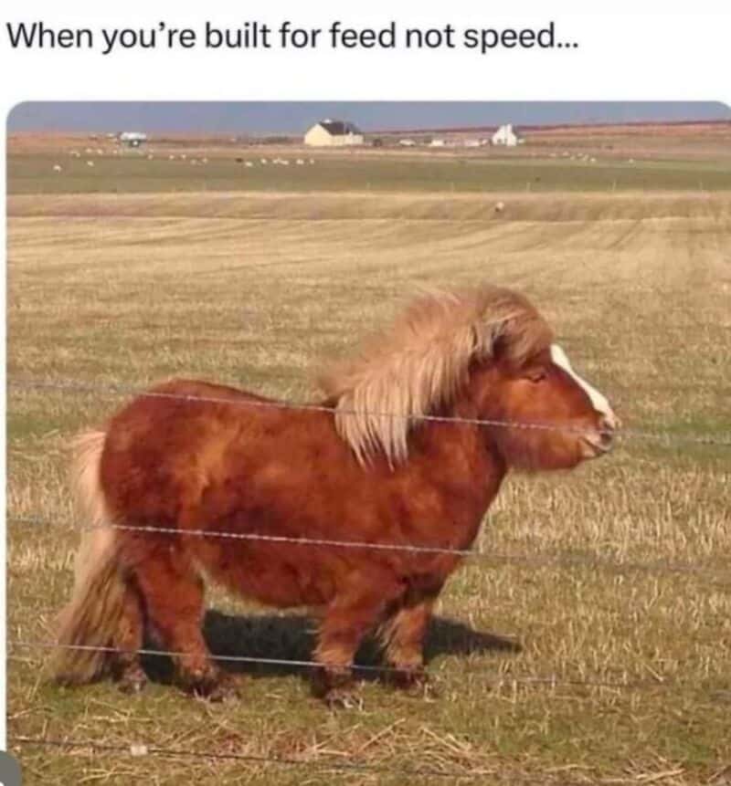 Miniature horse with a lion's mane and a wire fence in a field.