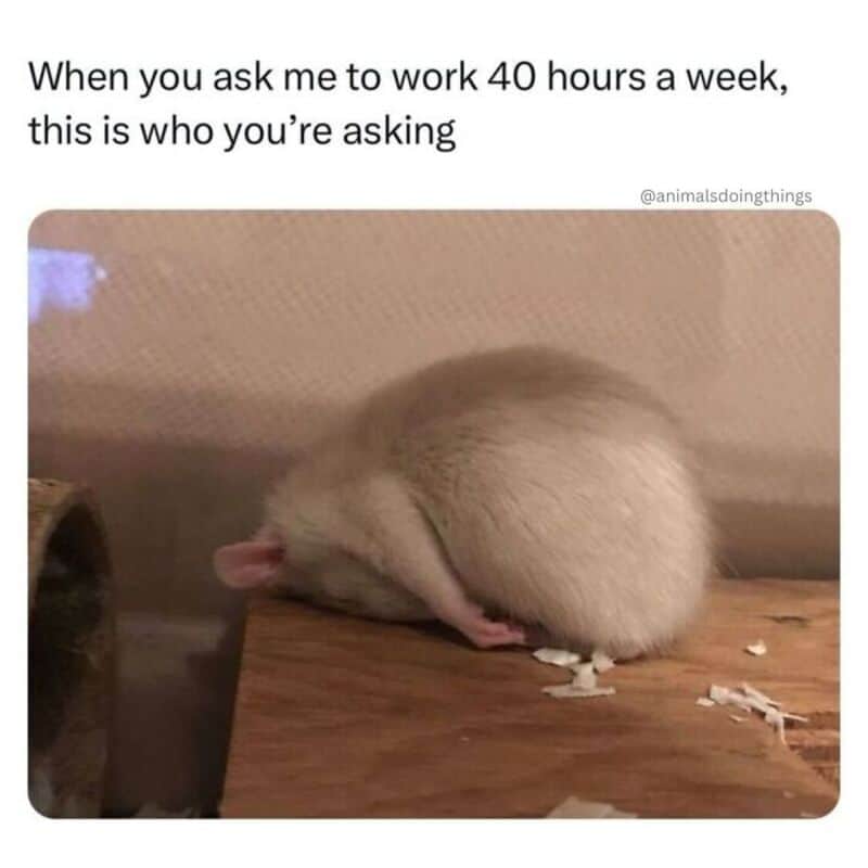 Funny meme with a hamster and text about working 40 hours a week.