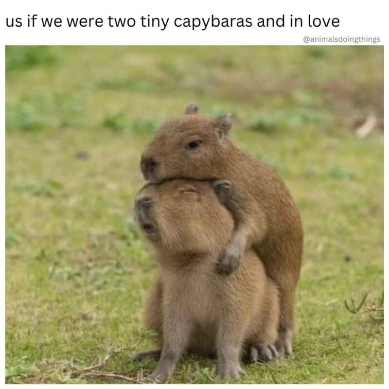 Two capybaras hugging, with one on top of the other, on a grassy field.