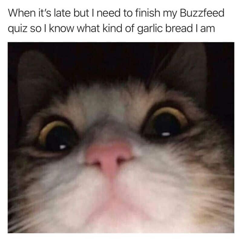 Close-up of a cat's face with wide eyes and pink nose, caption about finishing Buzzfeed quiz.