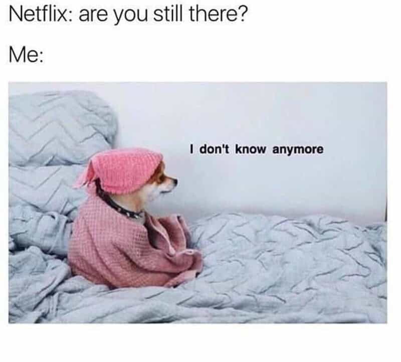 Dog in pink hat and blanket with text 'I don't know anymore'.