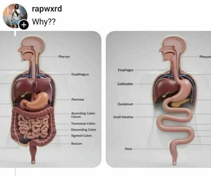 Comparison of human digestive system and a snake's body with labels.