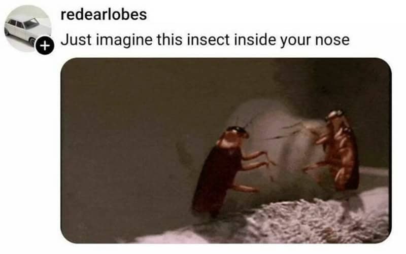 Two insects appear to be fighting inside a person's nose.