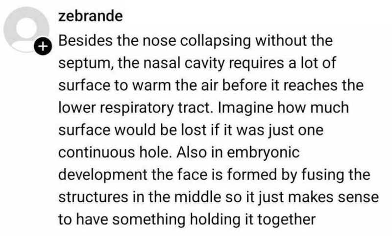 Diagram of nose and nasal cavity with text about surface area and embryonic development.