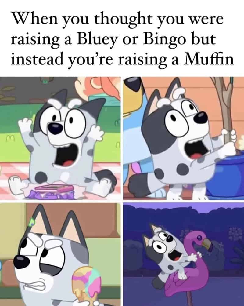 When you thought you were raising a Bluey or Bingo but instead you’re raising a Muffin.