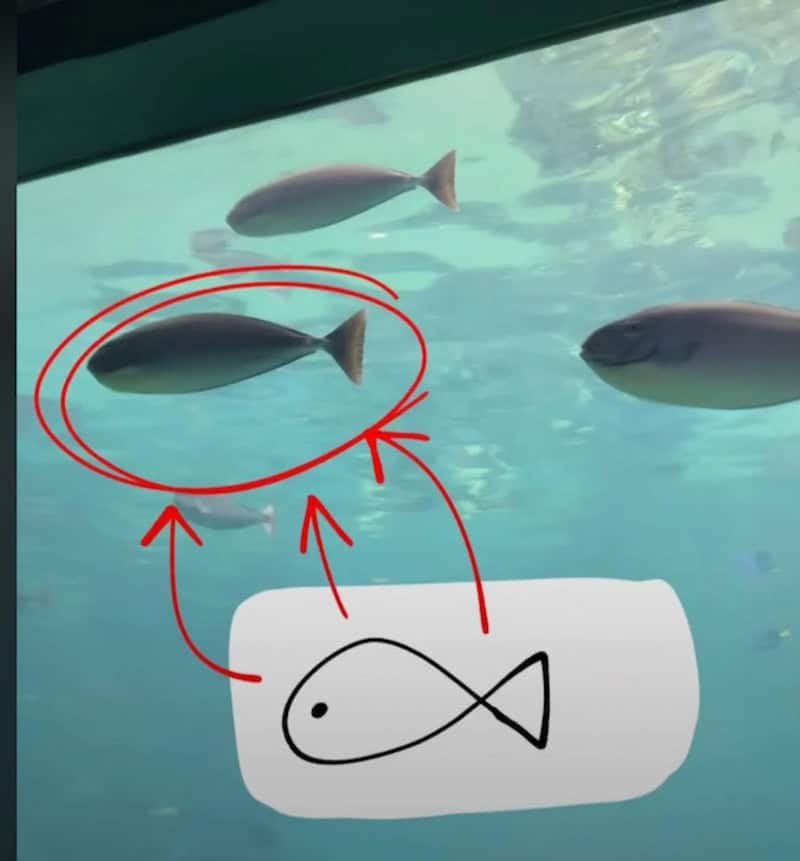 Fish swimming in an aquarium with a red circle and arrows pointing to one fish, and a white fish ico.