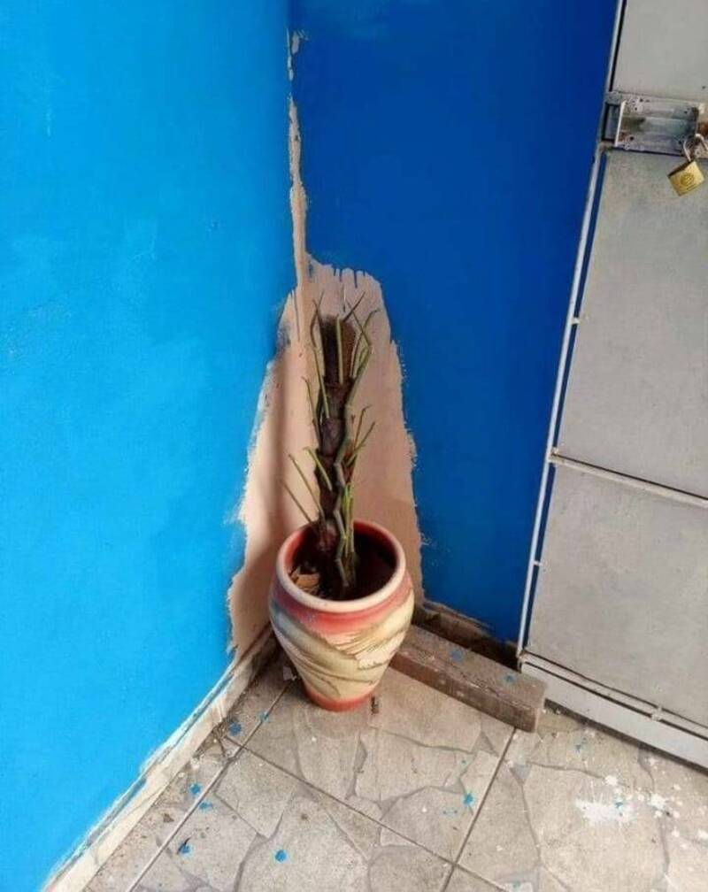 A decorative potted plant placed in a corner with a damaged wall and blue paint.