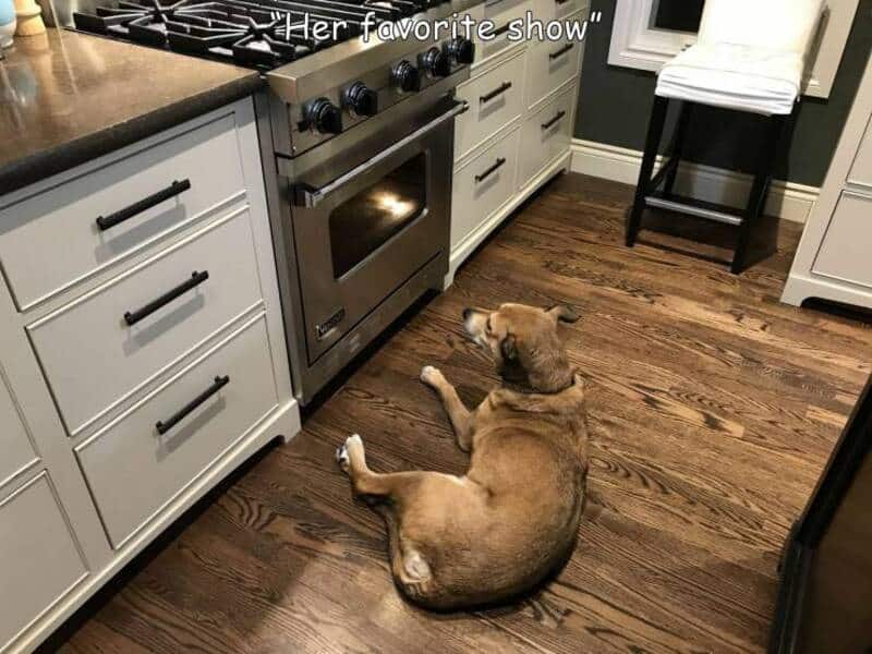 A dog lying on the kitchen floor near the oven, with the caption "Her favorite show".