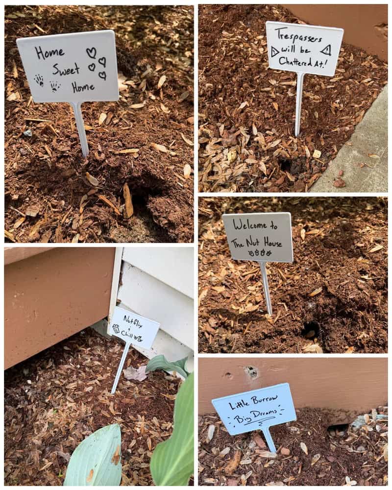 "Home Sweet Home" and other signs in a garden with soil and plants.