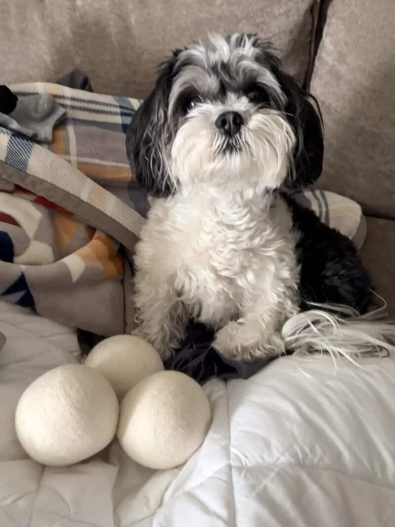 Adorable black and white fluffy dog sitting on a bed with three white balls.
