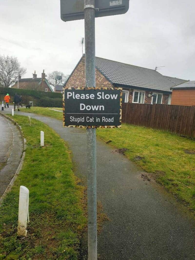 Please Slow Down Stupid Cat in Road.