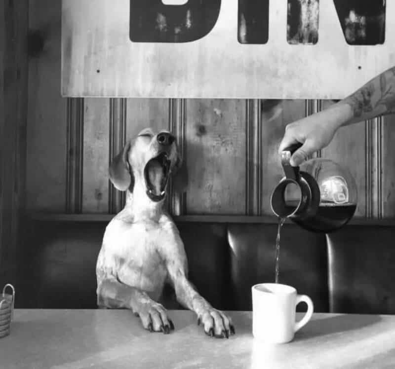 "Dog with mouth open sitting at table while coffee is poured into mug".