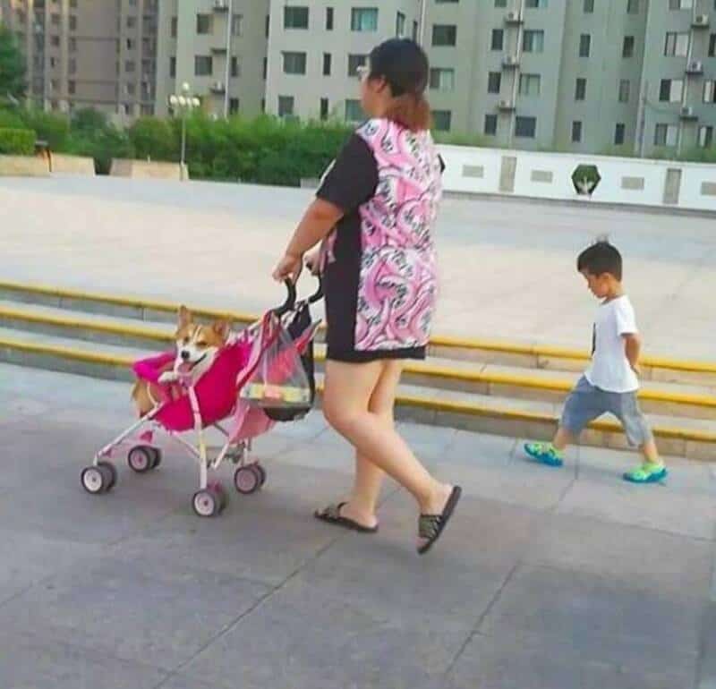 Woman walking with dog in stroller and boy walking nearby in park.