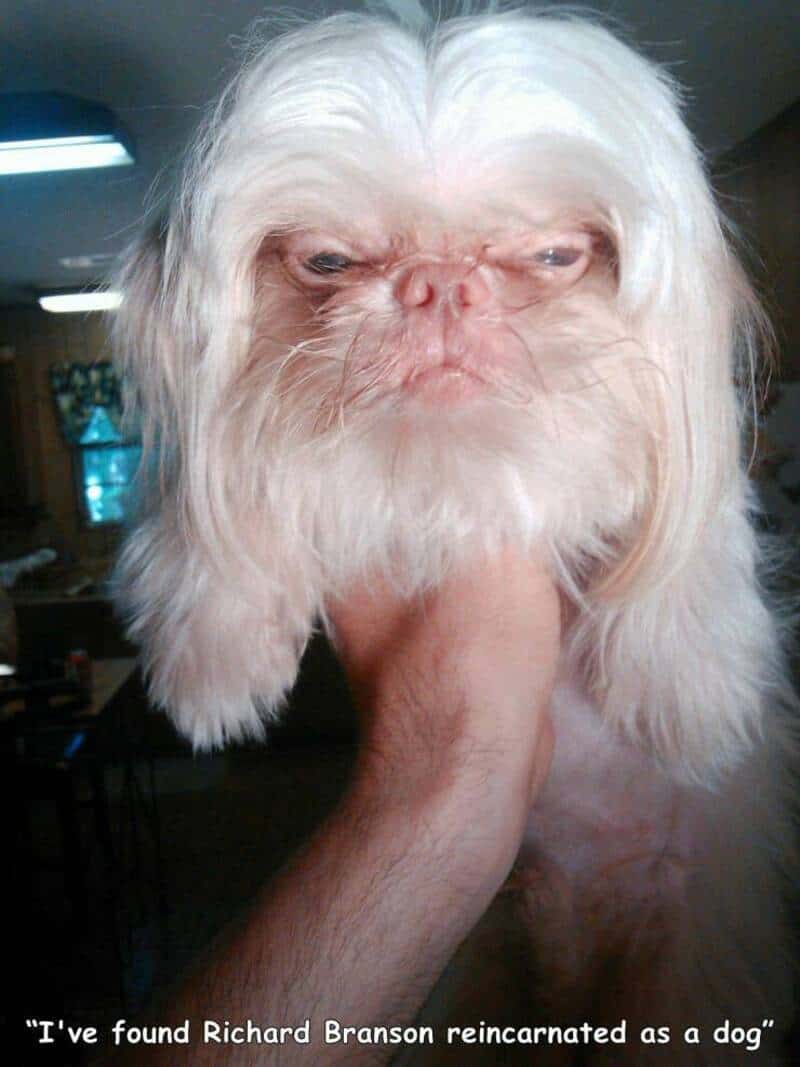 A dog with a human-like face, looking directly at the camera with a neutral expression.