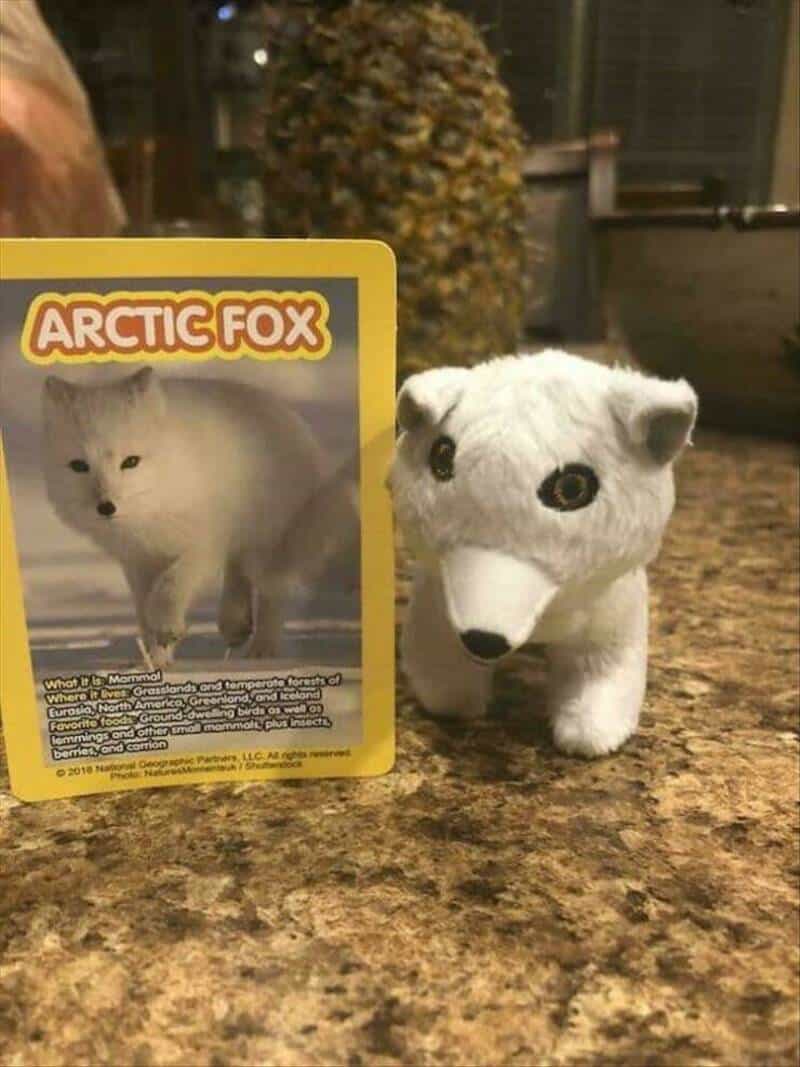 Arctic fox plush toy with a card showing a real Arctic fox in the background.