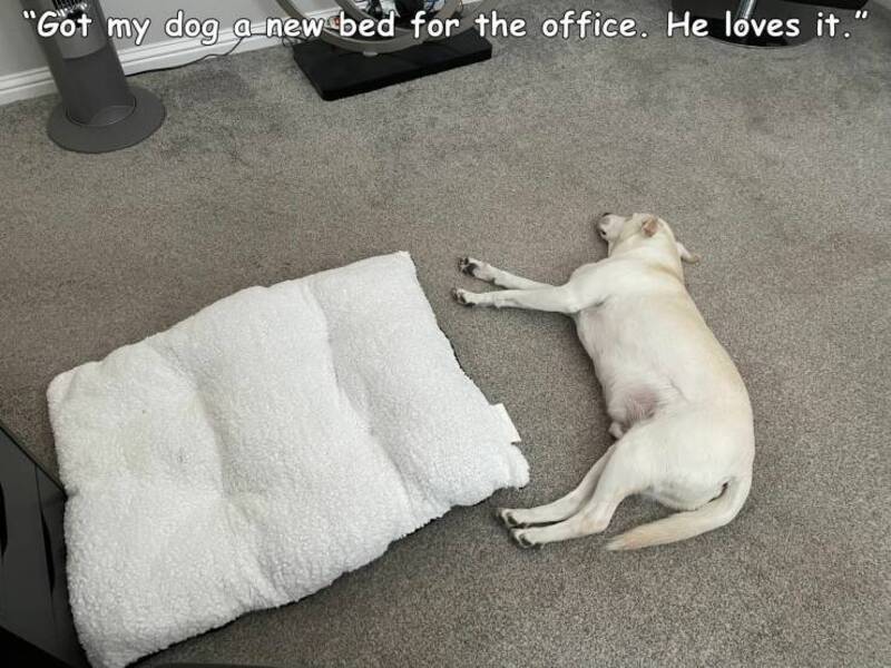 Got my dog a new bed for the office. He loves it.