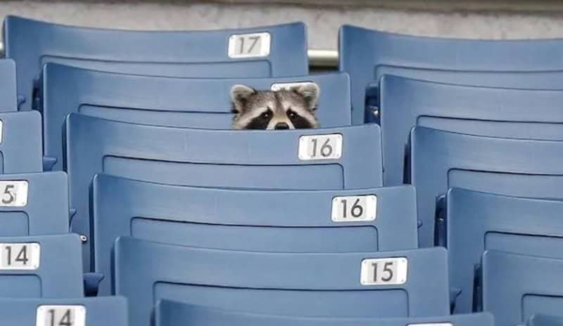 Raccoon peeking over empty stadium seats with numbers 17, 16, 15.
