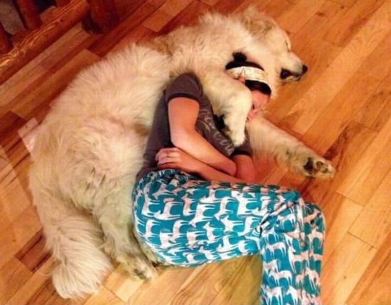 Child hugging a large, fluffy dog lying on the wooden floor.