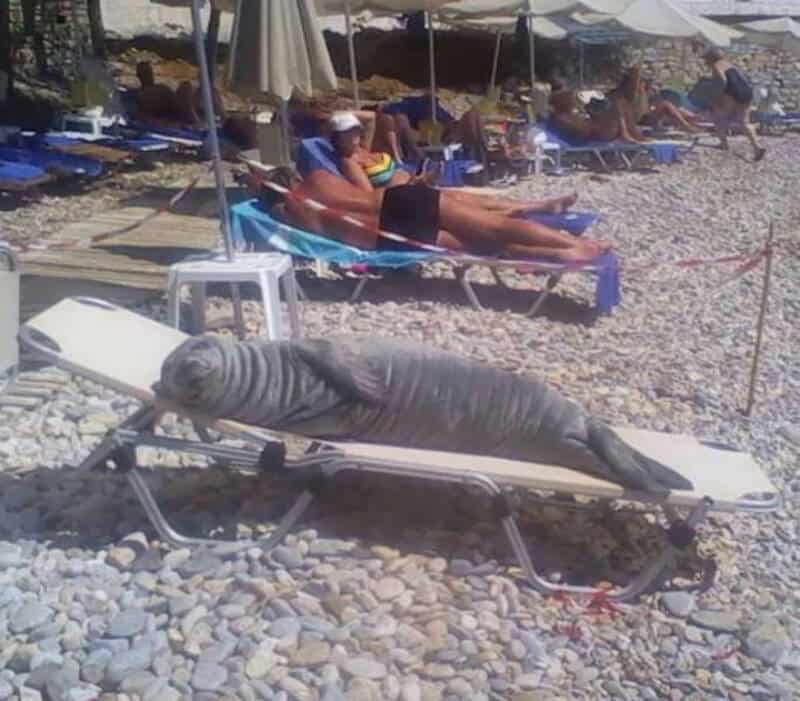 A woman sunbathing on a beach chair with a large fish lying on a lounge chair nearby.