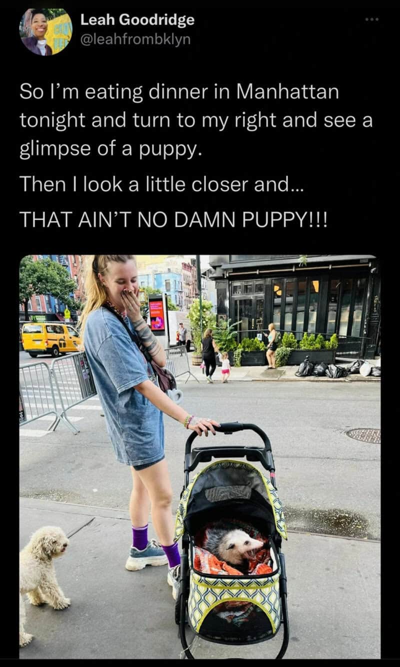 Woman with puppy in stroller on Manhattan street, funny dinner plan.