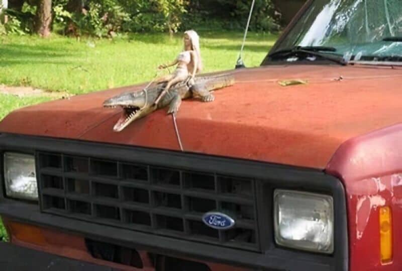 Crocodile on a red Ford truck hood with a girl riding it.