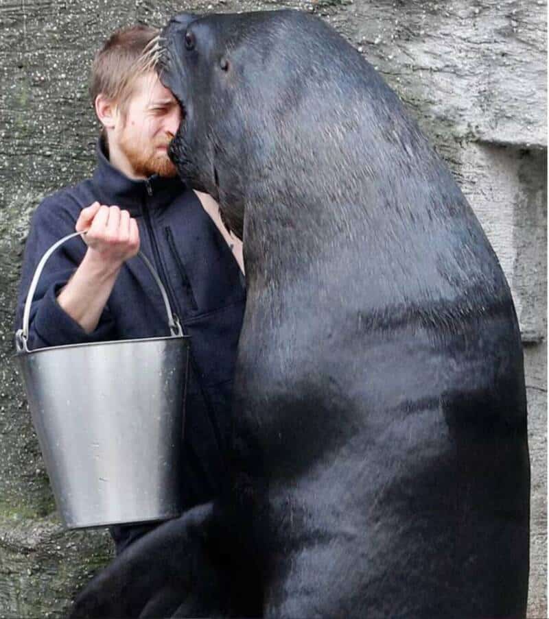 Man and a large seal touching foreheads in a close encounter.