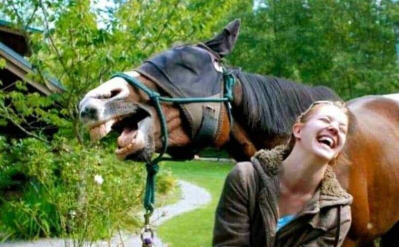 Horse wearing a bridle with a woman laughing beside it.