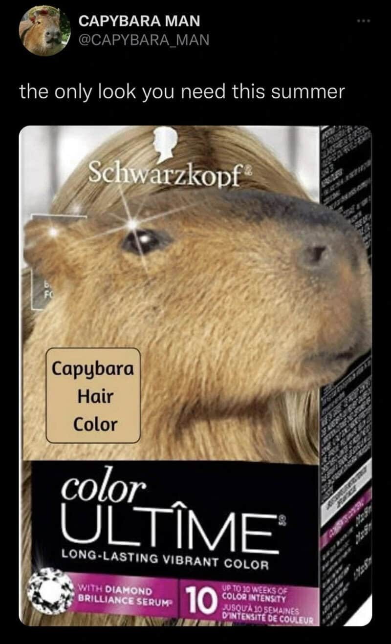 Capybara with hair color hair dye box, humorous summer look, from Schwarzkopf.