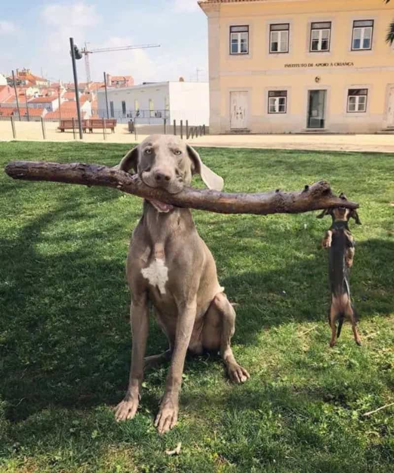 Dog holding a stick in its mouth with a rat hanging from it.